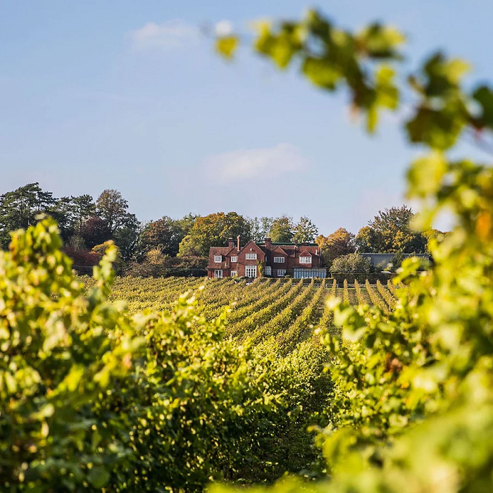 Hambledon Vineyard England's Oldest Vineyard Hambledon Vineyard England's Oldest Vineyard
